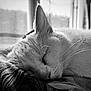 animal, black_and_white, calm, cat, closeup, cozy, face, fur, indoor, mammal, nap, peaceful, pet, quiet, relaxation, resting, sleeping, soft_light, whiskers, window