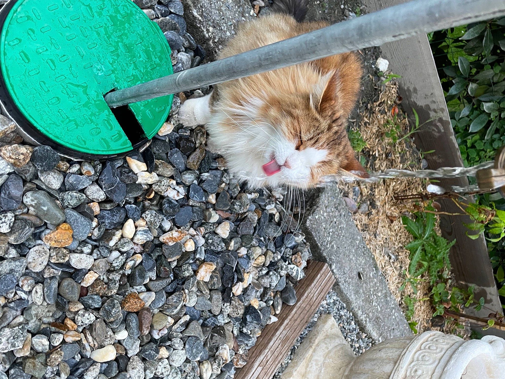 Jazz a rejoint le concours — aidez-le/la à gagner de superbes lots ! asphalt, carnivore, cat, domestic_short_haired_cat, fawn, felidae, fence, fur, grass, line, pebble, plant, road_surface, sidewalk, small_to_medium_sized_cats, snout, soil, tail, whiskers, wood