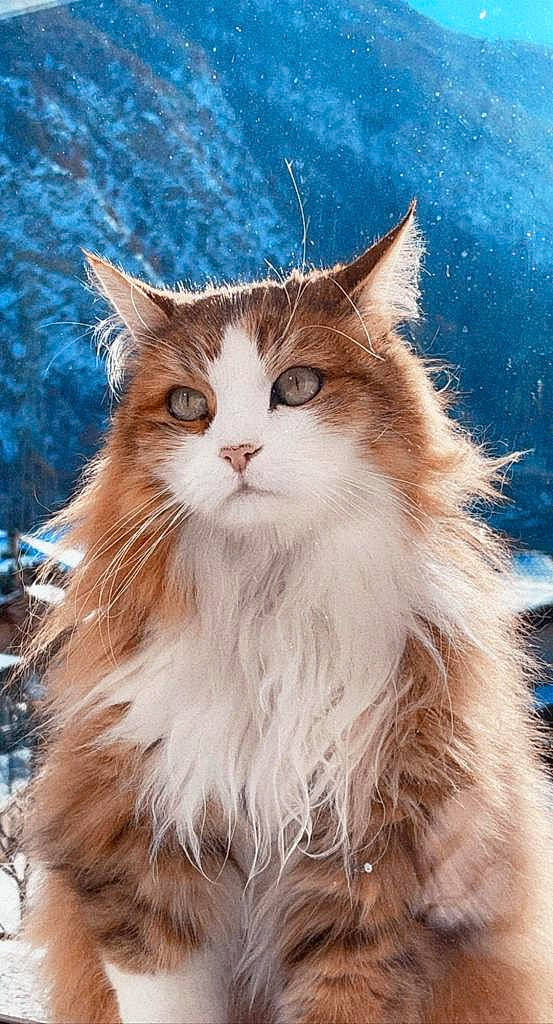 Jazz participe au concours pour gagner de l'argent avec cette photo : brown_hair, carnivore, cat, eye, fawn, felidae, fur, head, iris, maine_coon, sitting, small_to_medium_sized_cats, snout, street_light, tail, tree, whiskers, window, winter, wood