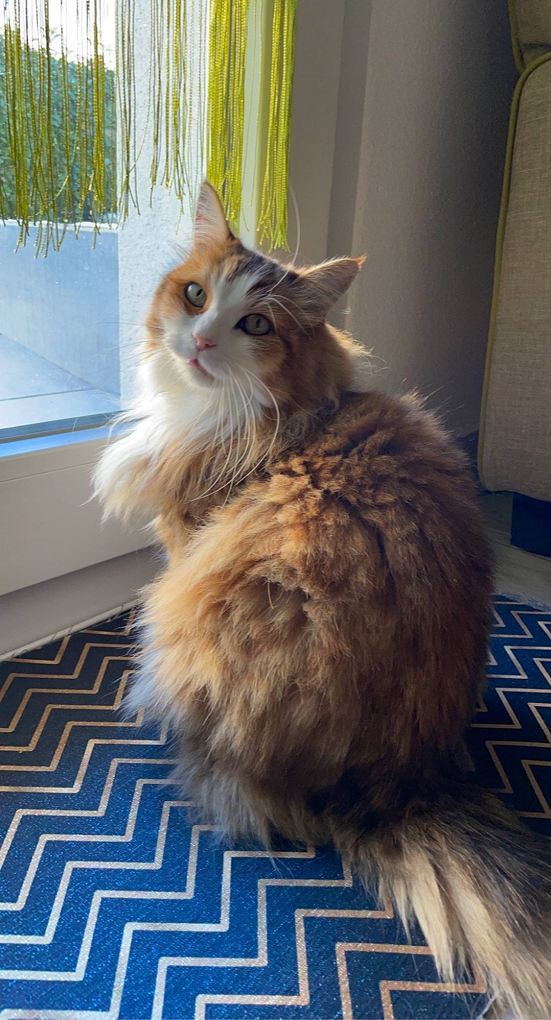Jazz a rejoint le concours — aidez-le/la à gagner de superbes lots ! blue, box, british_longhair, carnivore, cat, fawn, felidae, floor, flooring, fur, hardwood, maine_coon, persian, small_to_medium_sized_cats, snout, tail, terrestrial_animal, whiskers, window, wood
