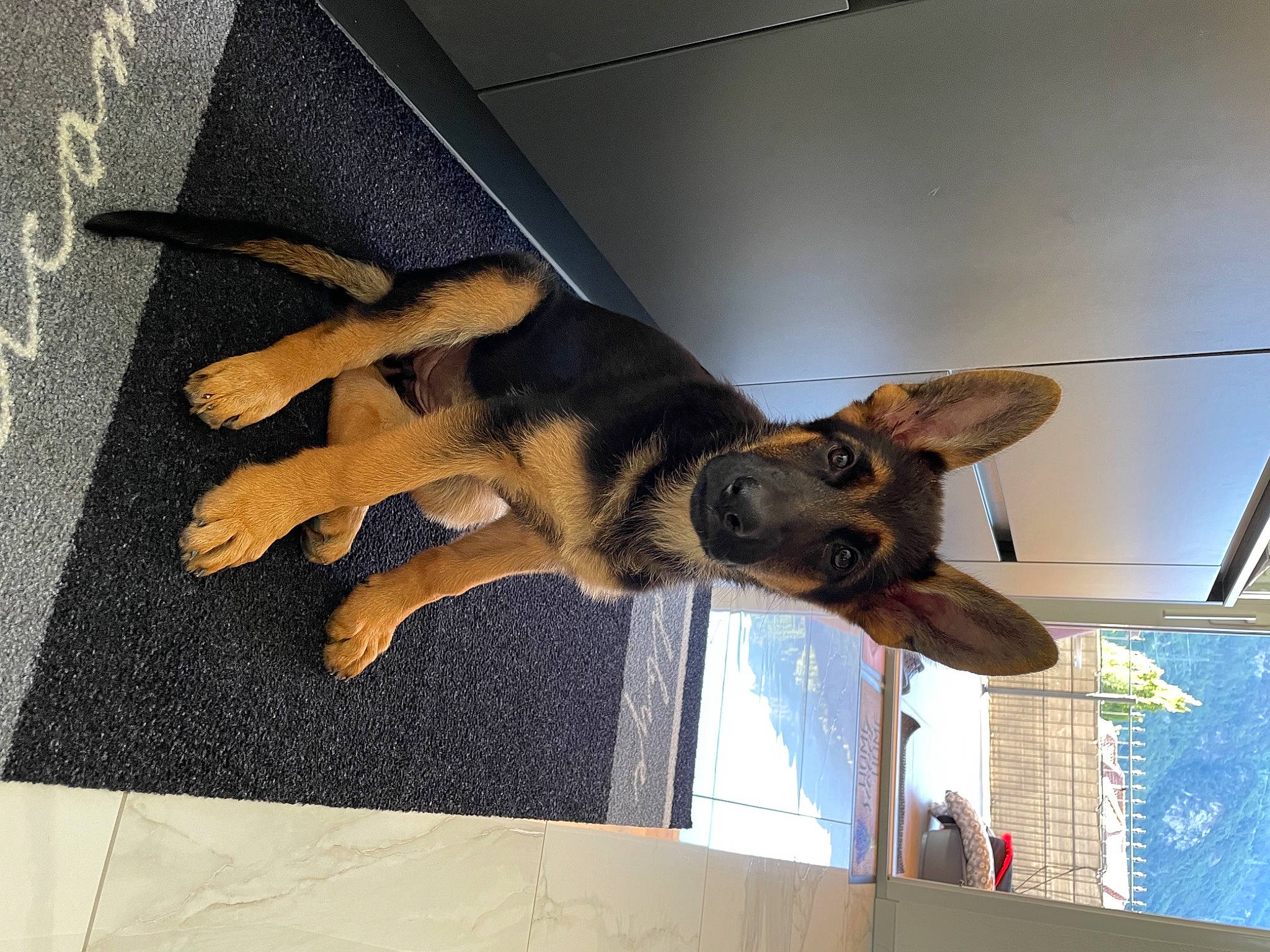 Atila a rejoint le concours — aidez-le/la à gagner de superbes lots ! canidae, carnivore, companion_dog, dog, dog_breed, fawn, felidae, flooring, fur, german_shepherd_dog, paw, schutzhund, small_to_medium_sized_cats, snout, sporting_group, tail, whiskers, window, wood, working_animal