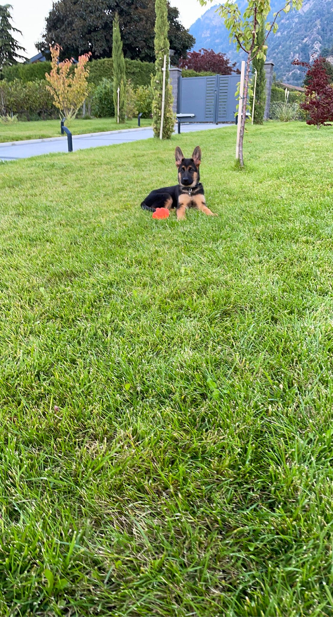 Atila a rejoint le concours — aidez-le/la à gagner de superbes lots ! building, canidae, carnivore, companion_dog, dog, dog_breed, fawn, garden, grass, grassland, groundcover, landscape, lawn, meadow, pasture, plant, shrub, sporting_group, tree, window