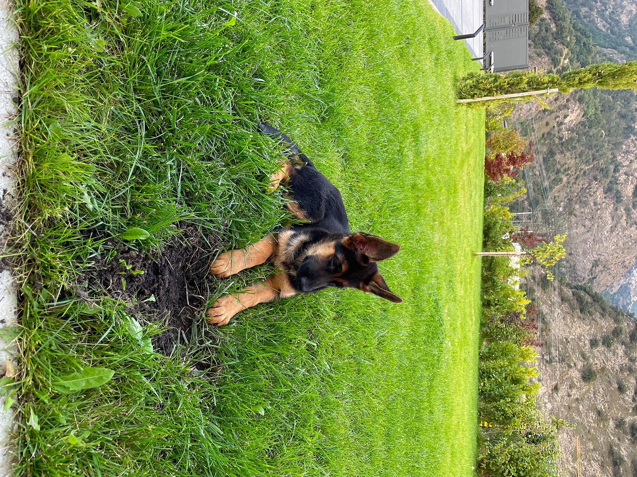 Atila a rejoint le concours — aidez-le/la à gagner de superbes lots ! canidae, carnivore, companion_dog, dog, dog_breed, fawn, grass, green, groundcover, guard_dog, landscape, plant, rottweiler, slope, sporting_group, tail, tree, trunk, window, working_animal