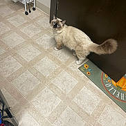 Punkie is registered to the contest to win money with this photo: animal, blue_eyes, cart, cat, corner, cream_color, curious, door, floor_tiles, fluffy, furniture, home, household, indoor, looking_up, mat, pet, plastic_bag, sunflower, tiled_floor