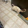 animal, blue_eyes, cart, cat, corner, cream_color, curious, door, floor_tiles, fluffy, furniture, home, household, indoor, looking_up, mat, pet, plastic_bag, sunflower, tiled_floor
