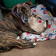 Frankie joined the competition — help win amazing prizes! animal, blanket, brindle, carpet, cat, companion, cozy, cute, dog, domestic, floor, friendship, fur, indoor, paw, pet, pokemon, relaxed, resting, sleeping