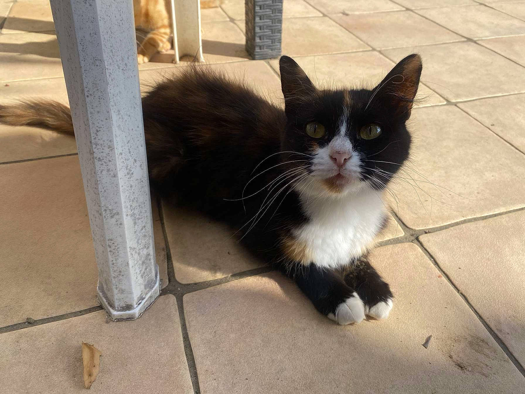 Tchikita participe au concours pour gagner de l'argent avec cette photo : black_cat, carnivore, cat, domestic_short_haired_cat, felidae, floor, flooring, fur, grey, paw, road_surface, sitting, small_to_medium_sized_cats, snout, tail, terrestrial_animal, whiskers, window