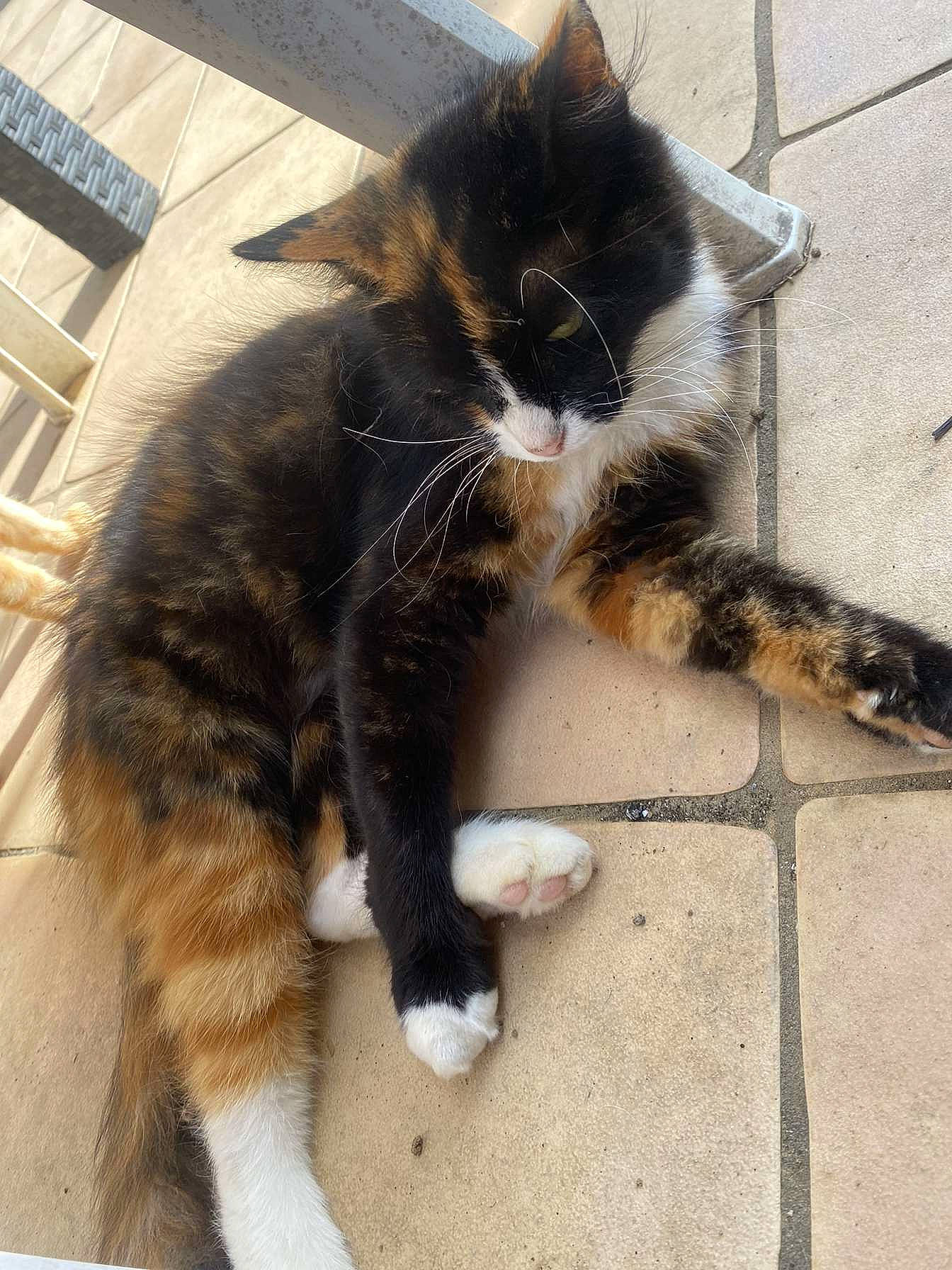 Tchikita participe au concours pour gagner de l'argent avec cette photo : carnivore, cat, claw, comfort, domestic_short_haired_cat, eye, felidae, floor, flooring, foot, fur, human_leg, paw, sitting, small_to_medium_sized_cats, snout, tail, whiskers, window, wood