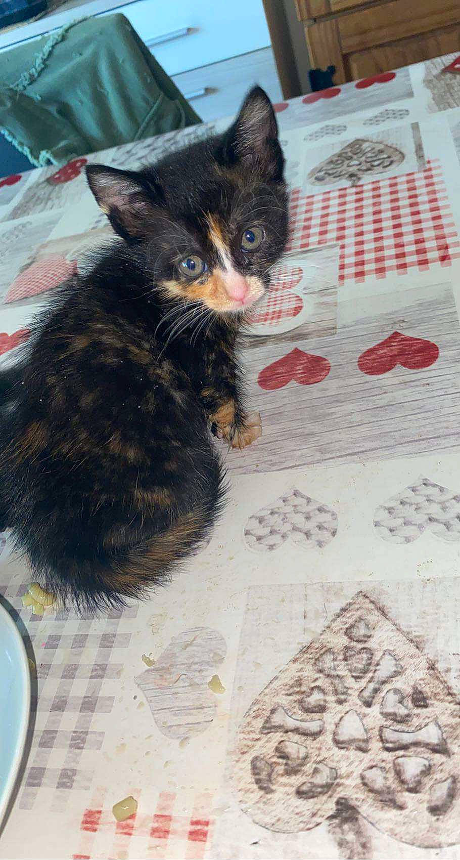 Tchikita participe au concours pour gagner de l'argent avec cette photo : black_cat, carnivore, cat, cat_supply, claw, doily, domestic_short_haired_cat, felidae, floor, flooring, fur, ingredient, linens, pattern, paw, small_to_medium_sized_cats, snout, tablecloth, tail, whiskers