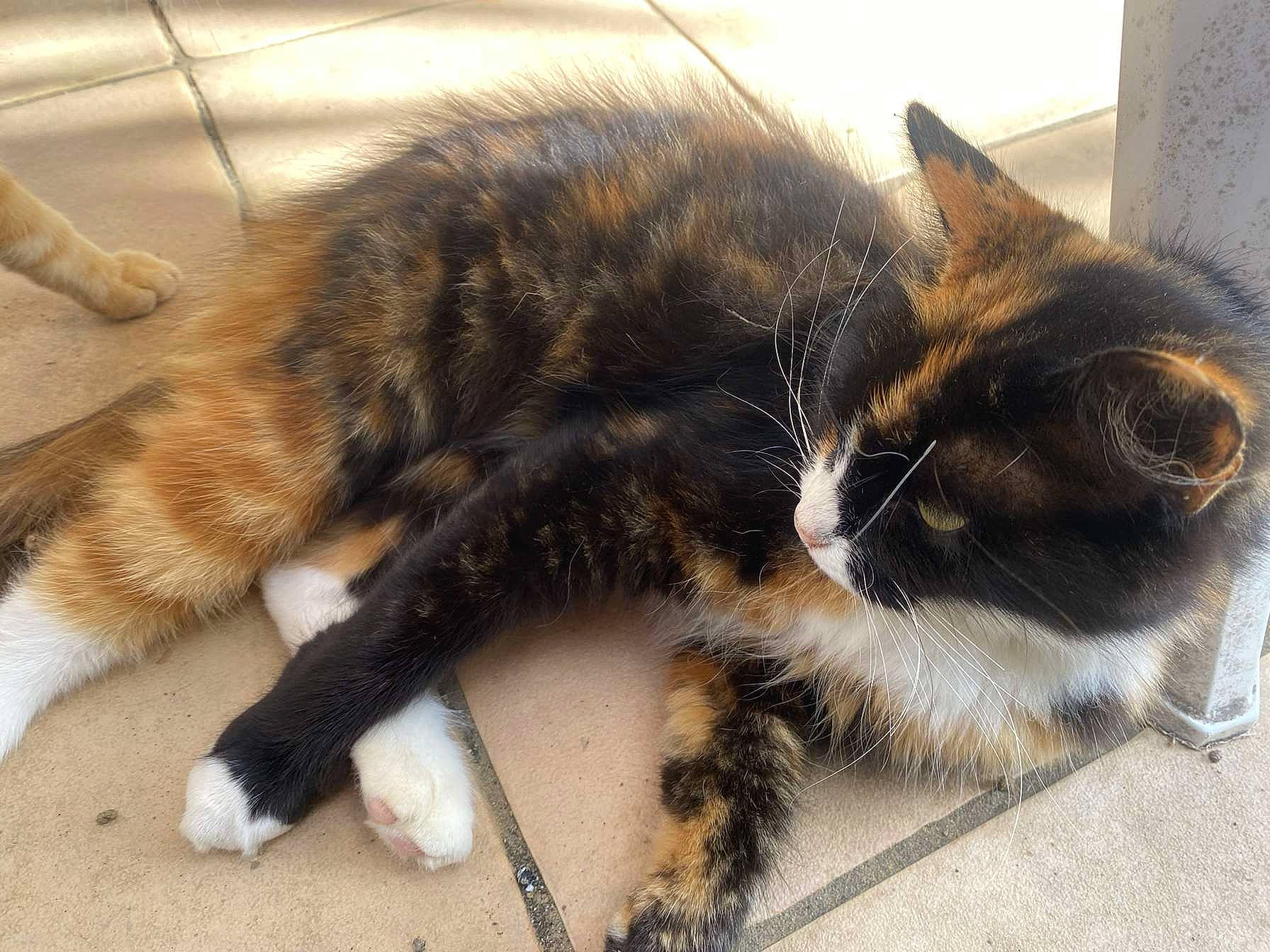 Tchikita a rejoint le concours — aidez-le/la à gagner de superbes lots ! carnivore, cat, claw, comfort, domestic_short_haired_cat, felidae, flooring, foot, fur, human_leg, paw, small_to_medium_sized_cats, snout, tail, terrestrial_animal, whiskers