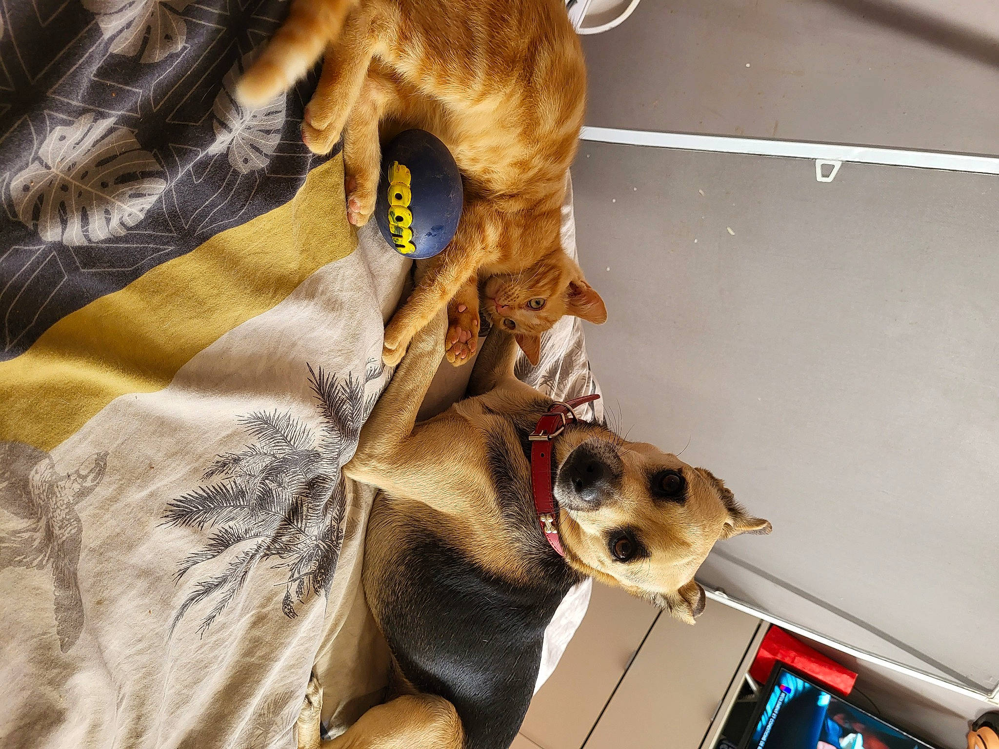 Galia participe au concours pour gagner de l'argent avec cette photo : canidae, carnivore, collar, companion_dog, dog, dog_breed, dog_collar, dog_supply, eyewear, fashion_accessory, fawn, fur, leash, non_sporting_group, paw, pet_supply, snout, sporting_group, whiskers, working_animal