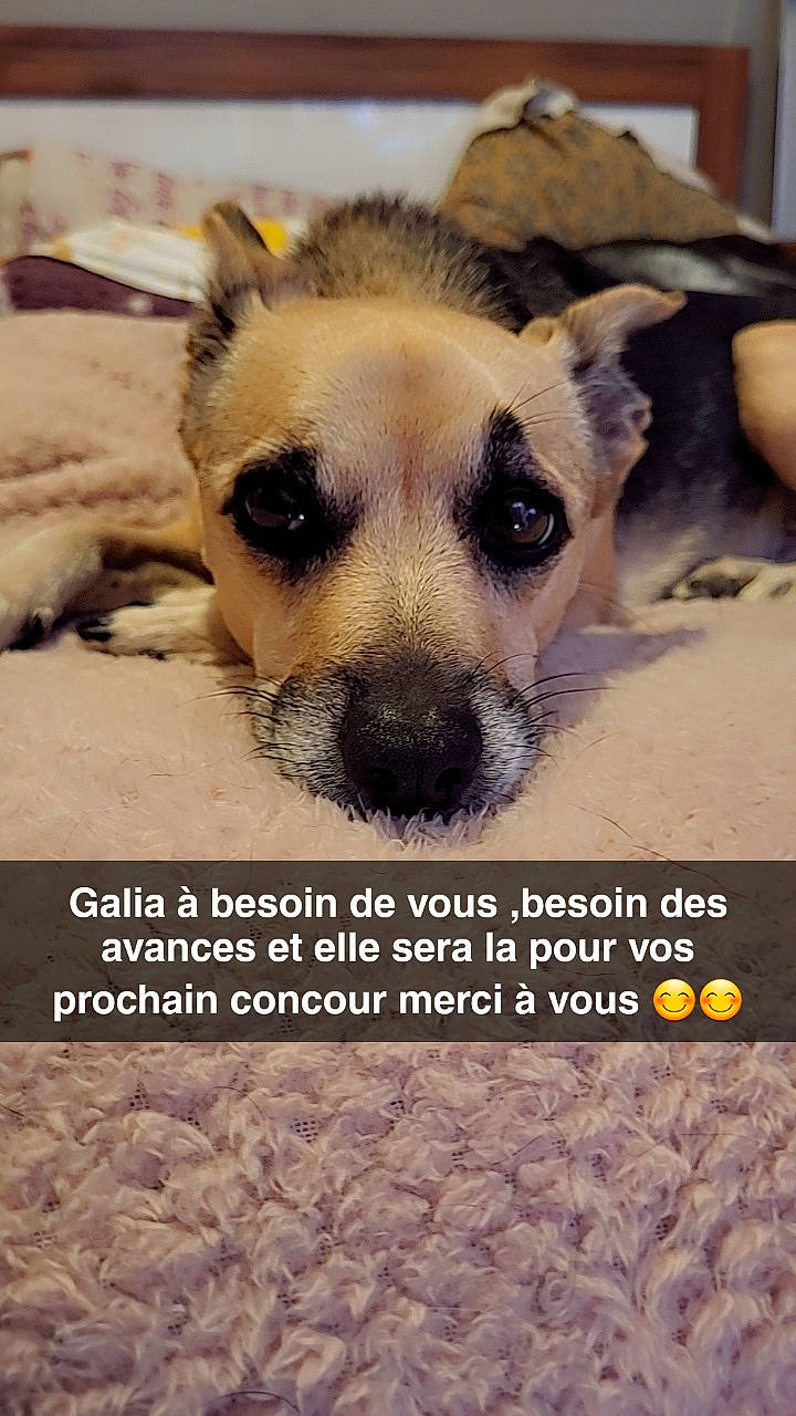 Galia a rejoint le concours — aidez-le/la à gagner de superbes lots ! ancient_dog_breeds, canidae, carnivore, companion_dog, dog, dog_breed, fawn, font, fur, happy, landscape, non_sporting_group, paw, photo_caption, photography, soil, sporting_group, terrestrial_animal, whiskers, wildlife