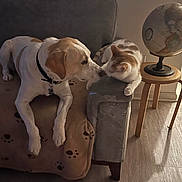 Freckles joined the competition — help win amazing prizes! dog, cat, couch, blanket, paw_print, indoor, globe, table, wood_floor, pet_interaction, animal, friendly, curious, furniture, living_room, brown, white, orange, resting, domestic