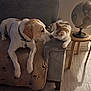dog, cat, couch, blanket, paw_print, indoor, globe, table, wood_floor, pet_interaction, animal, friendly, curious, furniture, living_room, brown, white, orange, resting, domestic