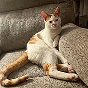 Gemini is registered to the contest to win money with this photo: cat, orange_and_white_cat, lounging, couch, indoor, relaxed, pet, feline, pink_paw_pads, cozy, soft_lighting, textured_fabric, resting, domestic_animal, cute, animal, home_interior, furniture, curtains, calm