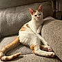 cat, orange_and_white_cat, lounging, couch, indoor, relaxed, pet, feline, pink_paw_pads, cozy, soft_lighting, textured_fabric, resting, domestic_animal, cute, animal, home_interior, furniture, curtains, calm
