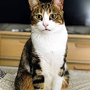 Merline participe au concours pour gagner de l'argent avec cette photo : cat, tabby_cat, white_cat, pet, indoor, bedspread, furniture, dressed, curious, sitting, animal, fur, whiskers, ears, eyes, home, domestic, mammal, closeup, portrait