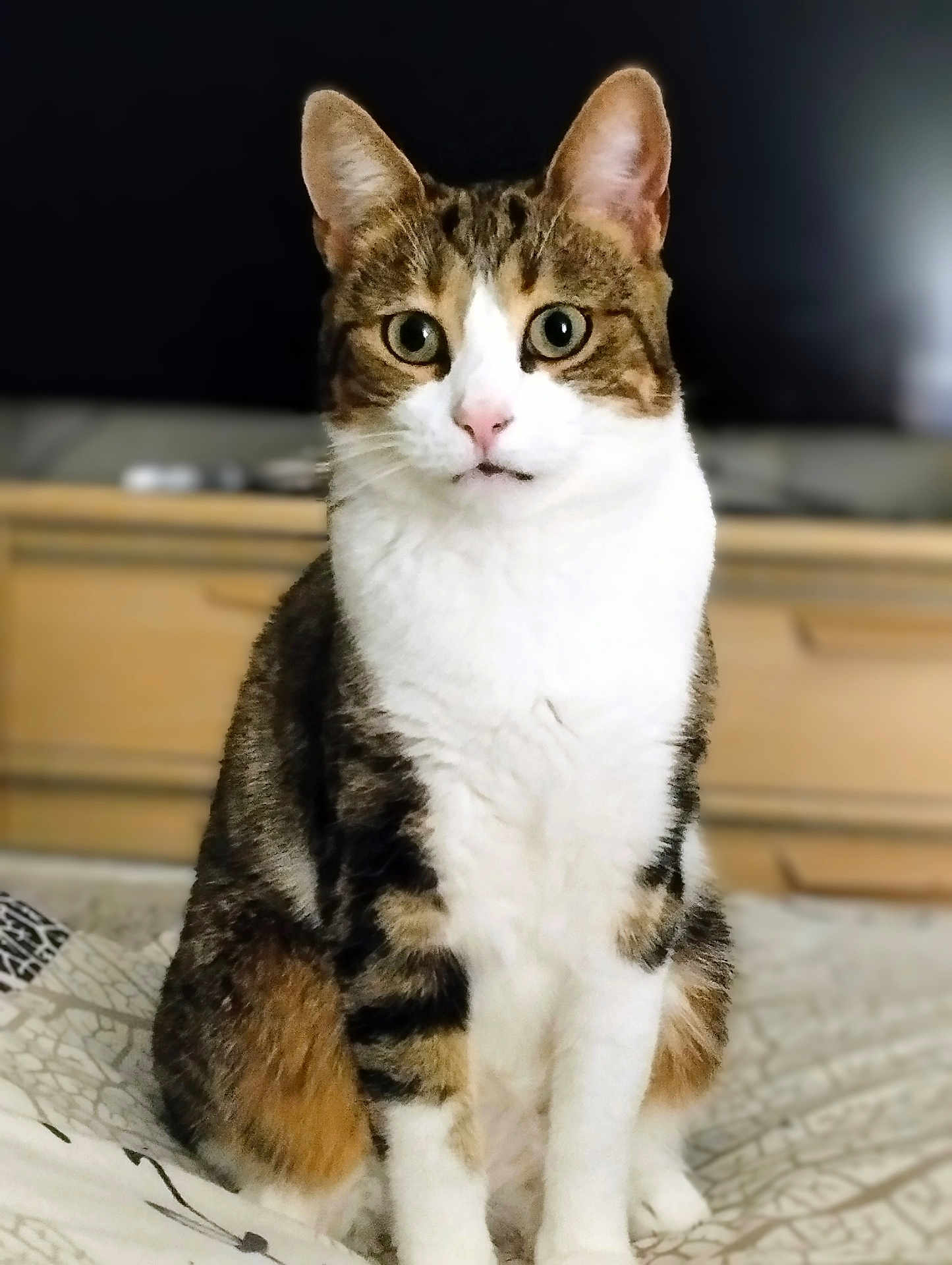 Merline participe au concours pour gagner de l'argent avec cette photo : cat, tabby_cat, white_cat, pet, indoor, bedspread, furniture, dressed, curious, sitting, animal, fur, whiskers, ears, eyes, home, domestic, mammal, closeup, portrait