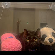 Brownie joined the competition — help win amazing prizes! abyssinian, animal, architecture, balloon, bear, blackcat, cap, cat, clothing, couch, furniture, giantpanda, hat, indoors, kitten, manx, pet, plush, sphere, toy
