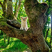 Marley a rejoint le concours — aidez-le/la à gagner de superbes lots ! animal, canine, cute, daytime, dog, forest, greenery, leafy, moss, nature, outdoor, pet, small_dog, sunlight, sunny, tree, tree_branch, trunk, wildlife, woodland