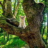 animal, canine, cute, daytime, dog, forest, greenery, leafy, moss, nature, outdoor, pet, small_dog, sunlight, sunny, tree, tree_branch, trunk, wildlife, woodland