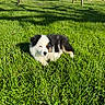 puppy, dog, grass, outdoor, sunlight, park, bench, swing_set, shadow, greenery, young_dog, cute, fluffy, animal, nature, summer, relaxing, pet, canine, daylight