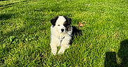 Bako a rejoint le concours — aidez-le/la à gagner de superbes lots ! animal, blue_sky, climbing_structure, cute, daytime, dog, fluffy, grass, greenery, nature, outdoor, park, pet, playground, puppy, shadow, slide, sunny, tree, young_dog