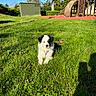 Bako a rejoint le concours — aidez-le/la à gagner de superbes lots ! puppy, dog, grass, outdoor, playground, slide, climbing_structure, tree, blue_sky, sunny, shadow, greenery, cute, fluffy, young_dog, park, daytime, nature, pet, animal