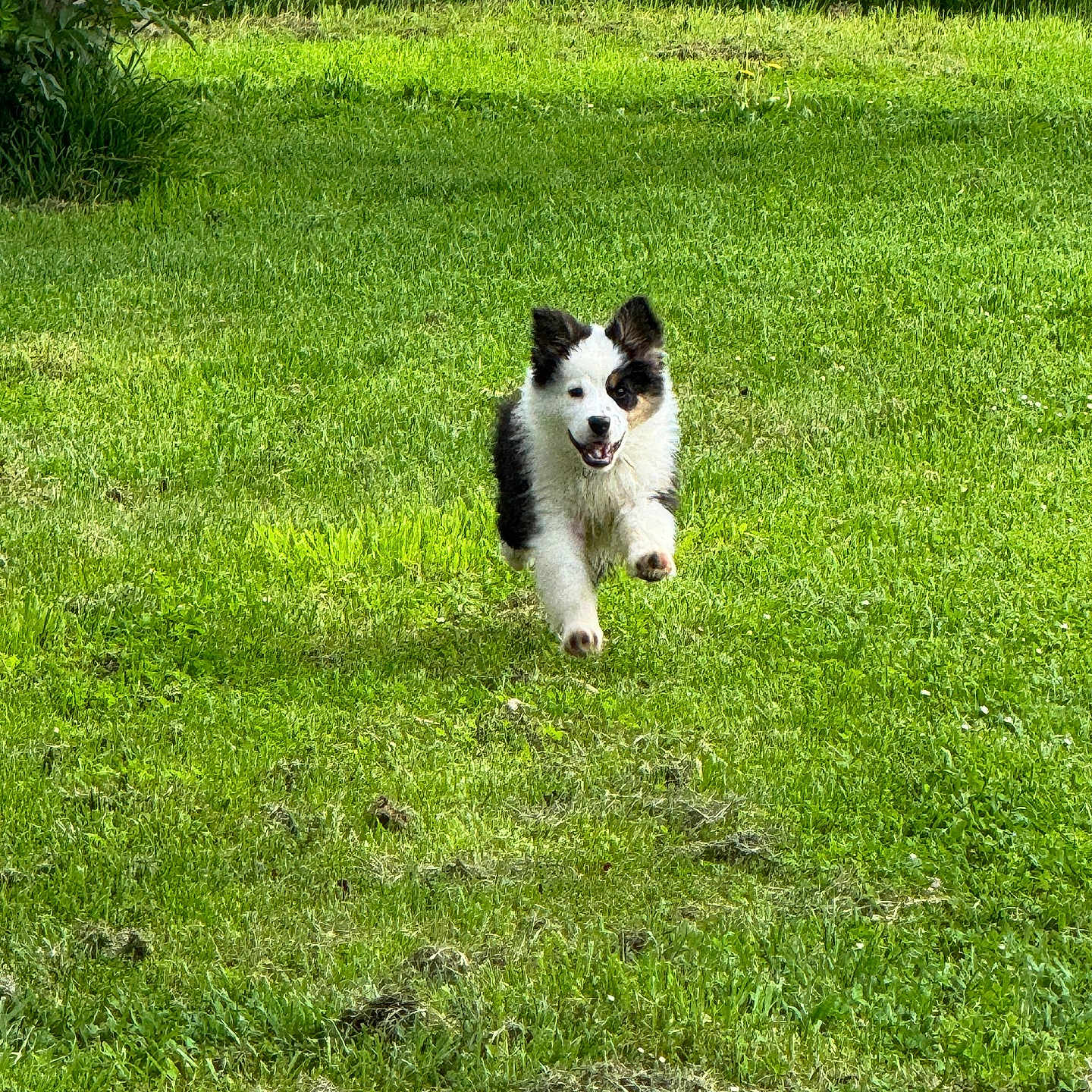 Bako a rejoint le concours — aidez-le/la à gagner de superbes lots ! dog, puppy, running, grass, greenery, outdoor, animal, happy, playful, nature, fur, pet, canine, field, sunlight, energetic, mammal, cute, young, motion