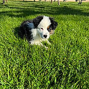 Bako a rejoint le concours — aidez-le/la à gagner de superbes lots ! puppy, dog, grass, park, outdoor, sunlight, bench, playground, pet, animal, cute, fluffy, black_and_white, young, nature, summer, resting, grass_field, daytime, canine