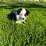 puppy, dog, grass, park, outdoor, sunlight, bench, playground, pet, animal, cute, fluffy, black_and_white, young, nature, summer, resting, grass_field, daytime, canine