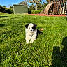 Bako participe au concours pour gagner de l'argent avec cette photo : puppy, dog, grass, outdoor, sunny, playground, tree, blue_sky, greenery, daylight, cute, pet, nature, animal, young_dog, leisure, play_area, summer, park, fur