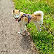 Valka participe au concours pour gagner de l'argent avec cette photo : dog, canine, animal, pet, walk, leash, harness, path, grass, outdoor, nature, greenery, summer, sunlight, happy, tongue_out, fur, tail, pavement, field
