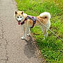 dog, canine, animal, pet, walk, leash, harness, path, grass, outdoor, nature, greenery, summer, sunlight, happy, tongue_out, fur, tail, pavement, field
