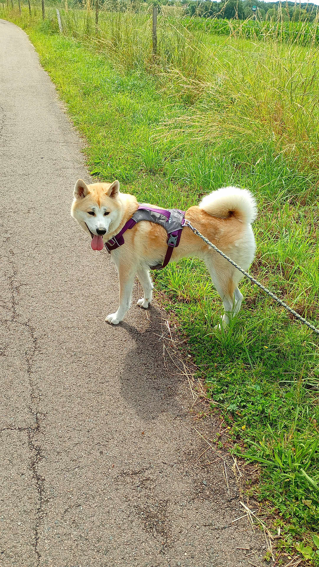 Valka participe au concours pour gagner de l'argent avec cette photo : dog, canine, animal, pet, walk, leash, harness, path, grass, outdoor, nature, greenery, summer, sunlight, happy, tongue_out, fur, tail, pavement, field