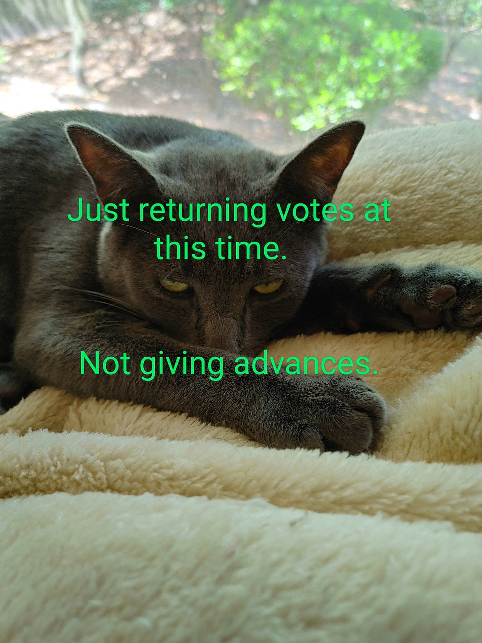 Tyson joined the competition — help win amazing prizes! black_cat, carnivore, cat, comfort, domestic_short_haired_cat, eye, fawn, felidae, fur, grass, grey, iris, mammal, siamese, small_to_medium_sized_cats, snout, tail, terrestrial_animal, vertebrate, whiskers