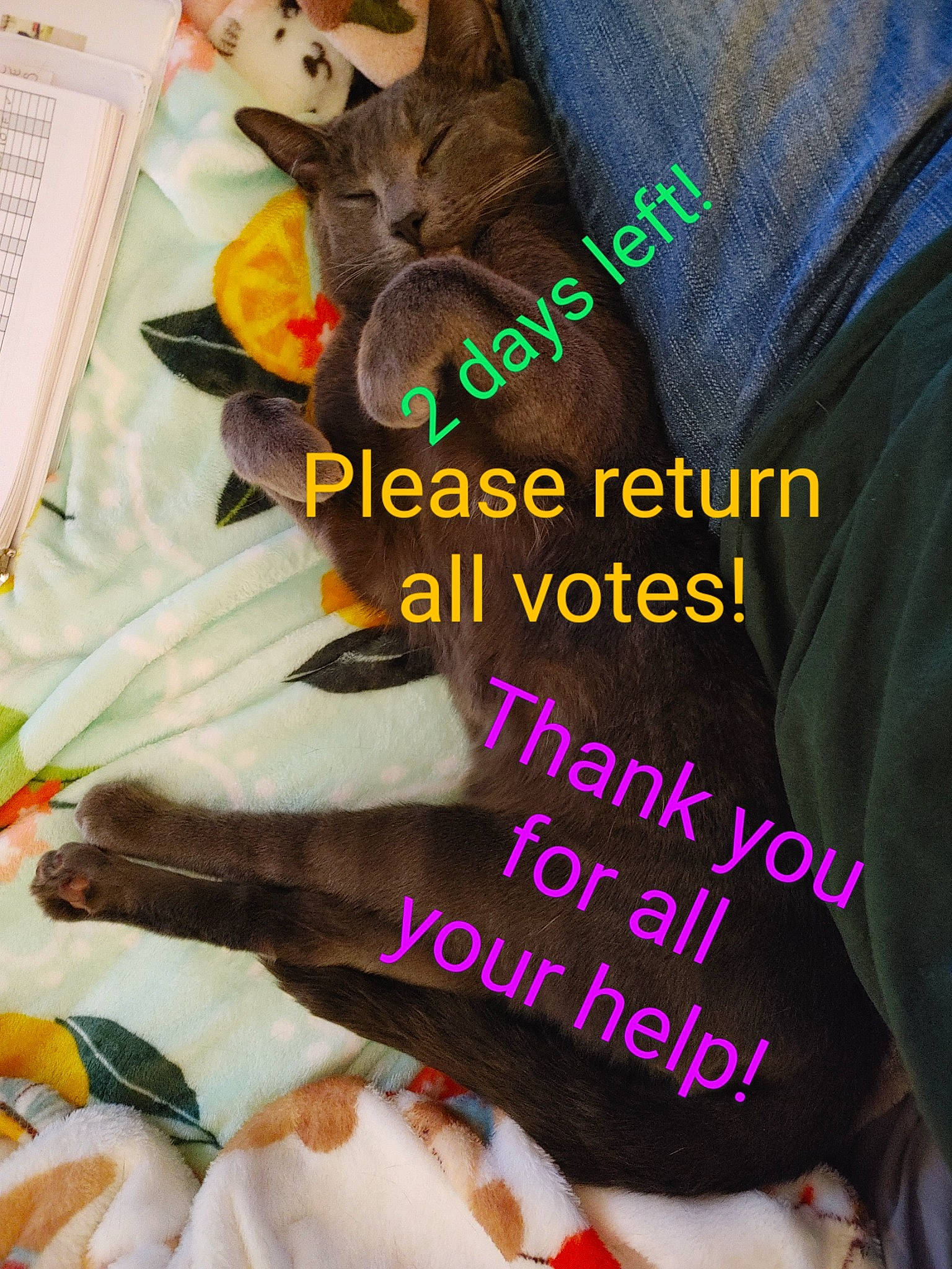Tyson is registered to the contest to win money with this photo: bed, child, comfort, felidae, finger_food, font, fur, illustration, linens, petal, photo_caption, plant, plush, publication, recipe, room, small_to_medium_sized_cats, stuffed_toy, teddy_bear, toy
