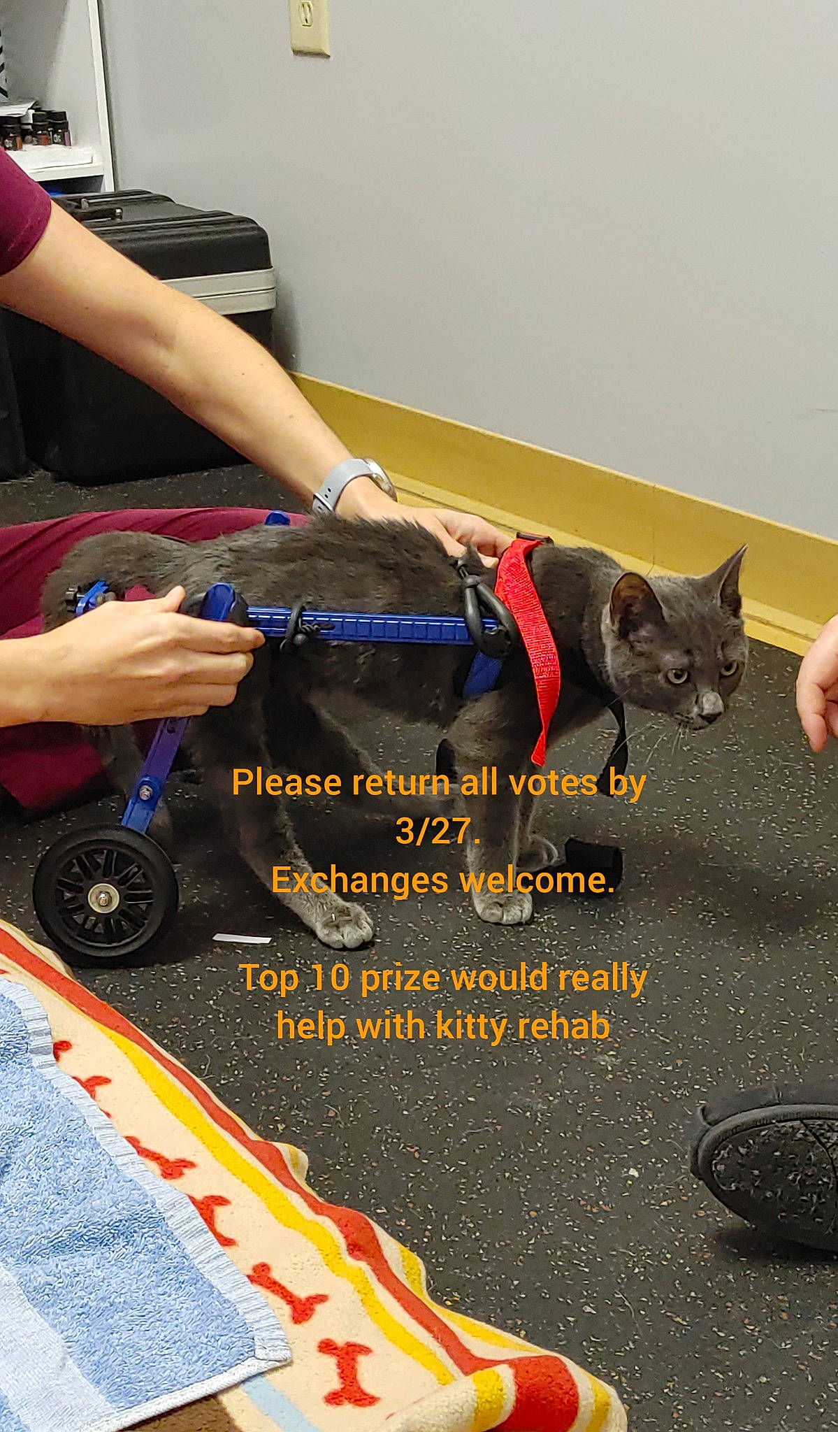 Tyson joined the competition — help win amazing prizes! automotive_tire, bag, carnivore, collar, companion_dog, dog, dog_breed, dog_supply, electric_blue, fashion_accessory, felidae, flooring, font, leash, luggage_and_bags, pet_supply, small_to_medium_sized_cats, tail, tire, wheel