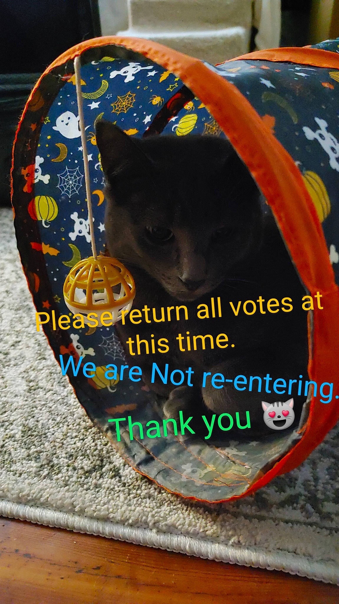 Tyson joined the competition — help win amazing prizes! art, black_cat, bombay, calabaza, carnivore, cat, cat_supply, circle, cucurbita, felidae, flooring, font, gourd, grass, plant, pumpkin, small_to_medium_sized_cats, tail, vegetable, whiskers