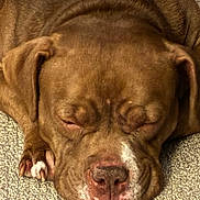 Sasha is registered to the contest to win money with this photo: animal, brown, calm, canine, carpet, close_up, companion, cozy, cute, dog, ears, fur, indoors, mammal, paw, pet, relaxation, resting, sleeping, snout