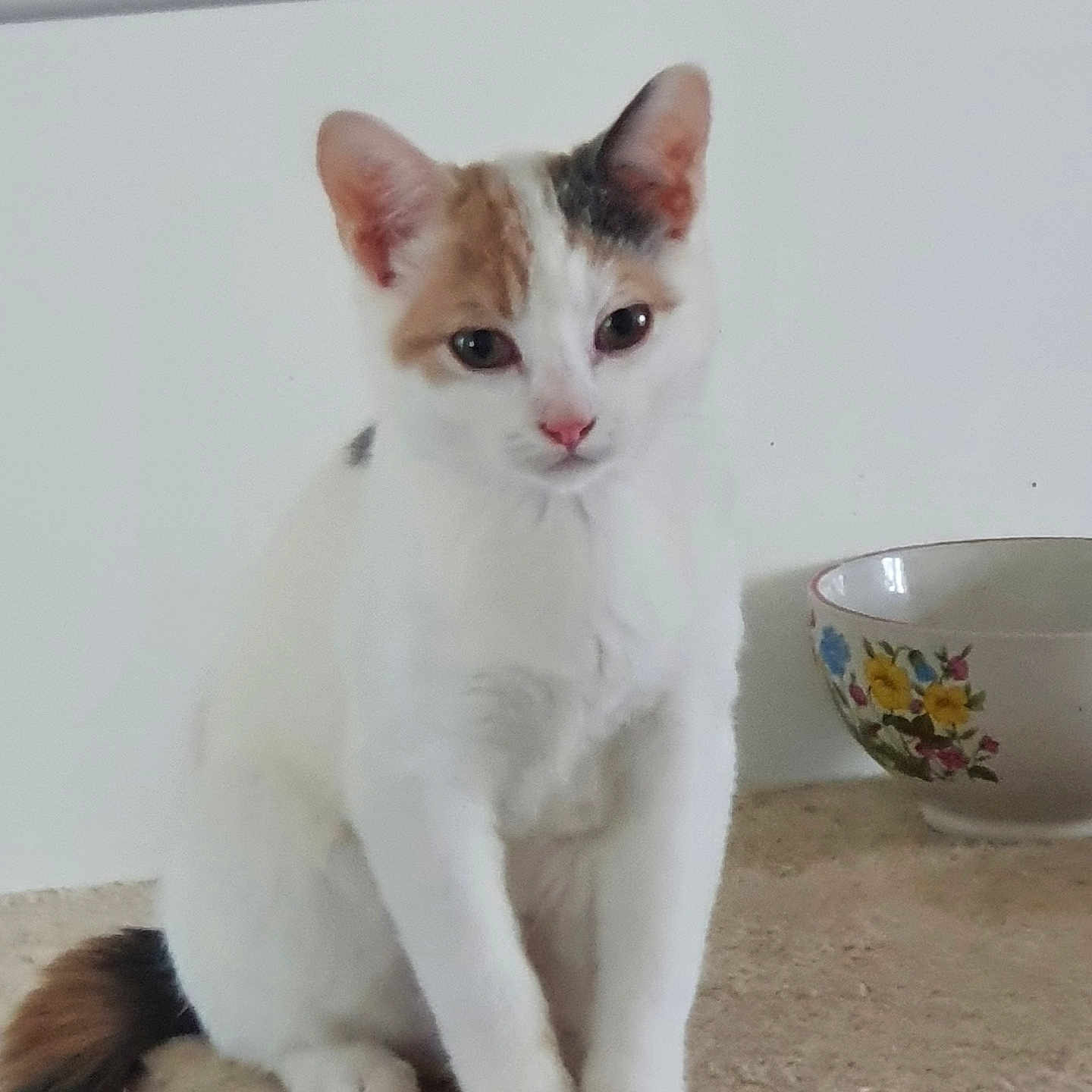 Luna a rejoint le concours — aidez-le/la à gagner de superbes lots ! cat, kitten, white_fur, ginger_patches, sitting, portrait, pet, animal, whiskers, pink_nose, pointed_ears, green_eyes, fluffy_tail, carpet, cat_tree, bowl, floral_pattern, indoors, home, close_up