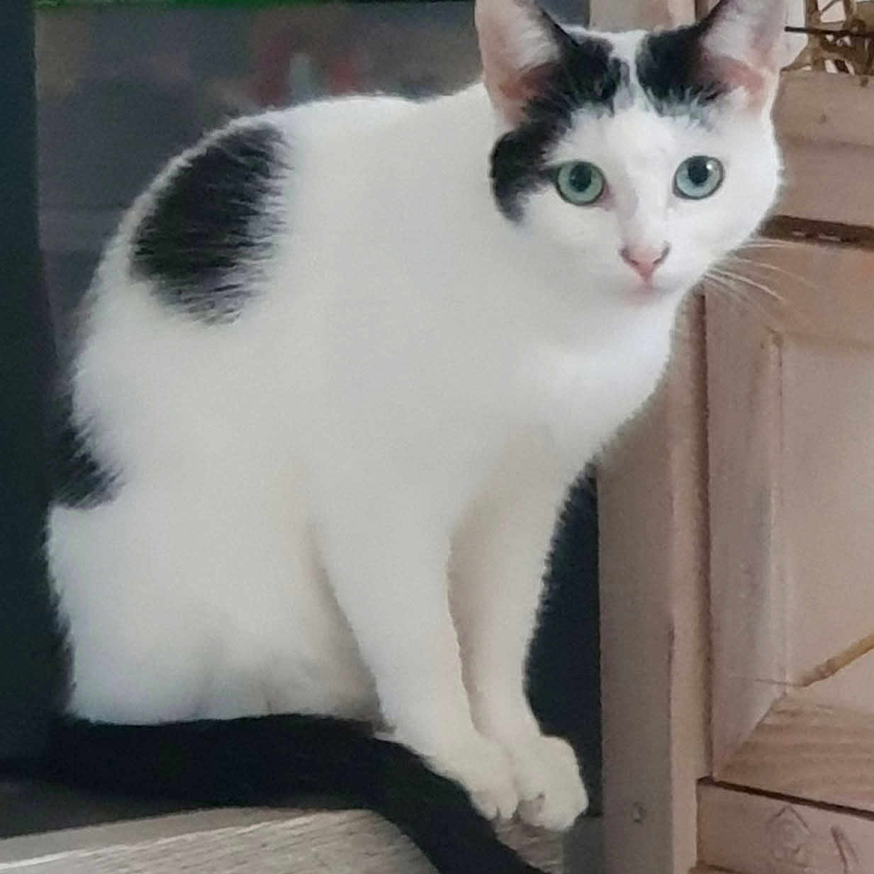 Shiva a rejoint le concours — aidez-le/la à gagner de superbes lots ! cat, black_and_white, bicolor, pet, animal, feline, sitting, portrait, green_eyes, blue_eyes, pointed_ears, whiskers, tail, fur, indoor, furniture, wooden_chair, home, alert, cute