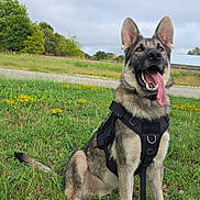 Max is registered to the contest to win money with this photo: dog, german_shepherd, canine, pet, outdoor, grass, field, harness, tongue, happy, sitting, nature, cloudy_sky, animal, ears, muzzle, fur, greenery, yellow_flowers, road