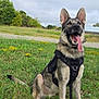 dog, german_shepherd, canine, pet, outdoor, grass, field, harness, tongue, happy, sitting, nature, cloudy_sky, animal, ears, muzzle, fur, greenery, yellow_flowers, road