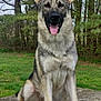 Max is registered to the contest to win money with this photo: dog, german_shepherd, canine, pet, animal, outdoor, grass, trees, nature, tongue_out, sitting, happy, fur, ears, paws, portrait, daylight, concrete, watchful, friendly