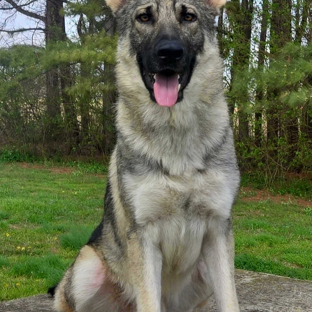 Max is registered to the contest to win money with this photo: animal, canine, concrete, daylight, dog, ears, friendly, fur, german_shepherd, grass, happy, nature, outdoor, paws, pet, portrait, sitting, tongue_out, trees, watchful