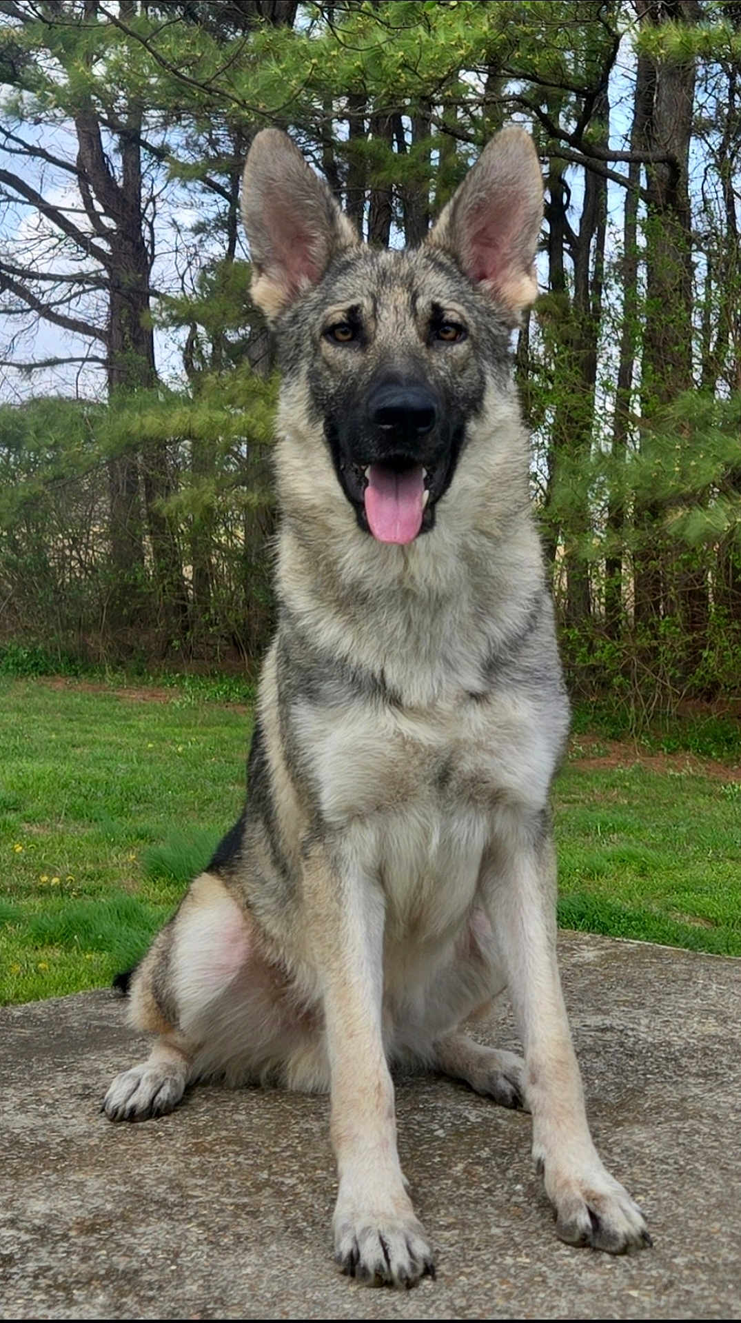 Max is registered to the contest to win money with this photo: dog, german_shepherd, canine, pet, animal, outdoor, grass, trees, nature, tongue_out, sitting, happy, fur, ears, paws, portrait, daylight, concrete, watchful, friendly