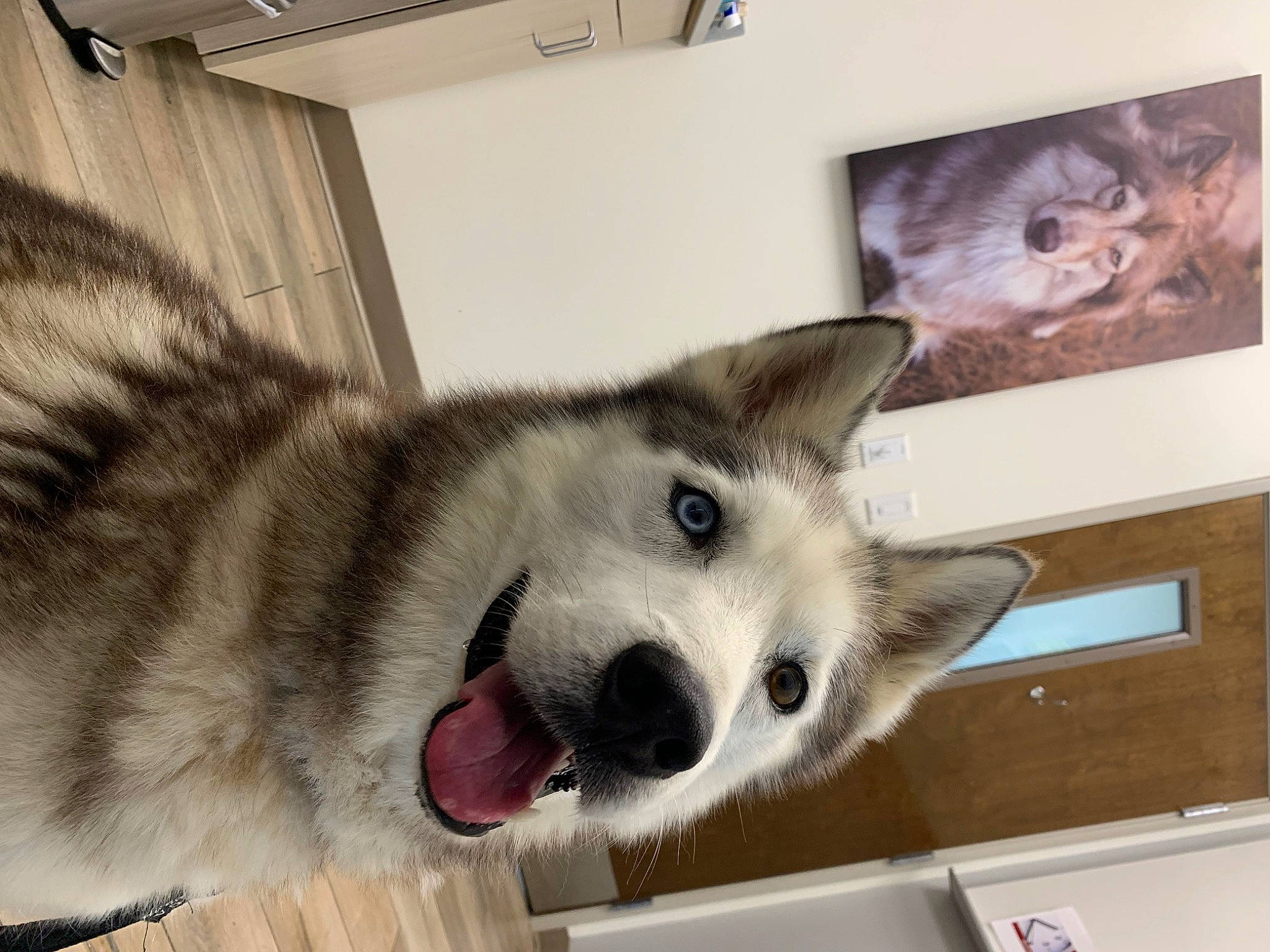 Steel joined the competition — help win amazing prizes! canidae, carnivore, companion_dog, dog, dog_breed, door, fawn, fur, jaw, mammal, paw, picture_frame, sled_dog, snout, square, tail, terrestrial_animal, whiskers, working_animal, working_dog