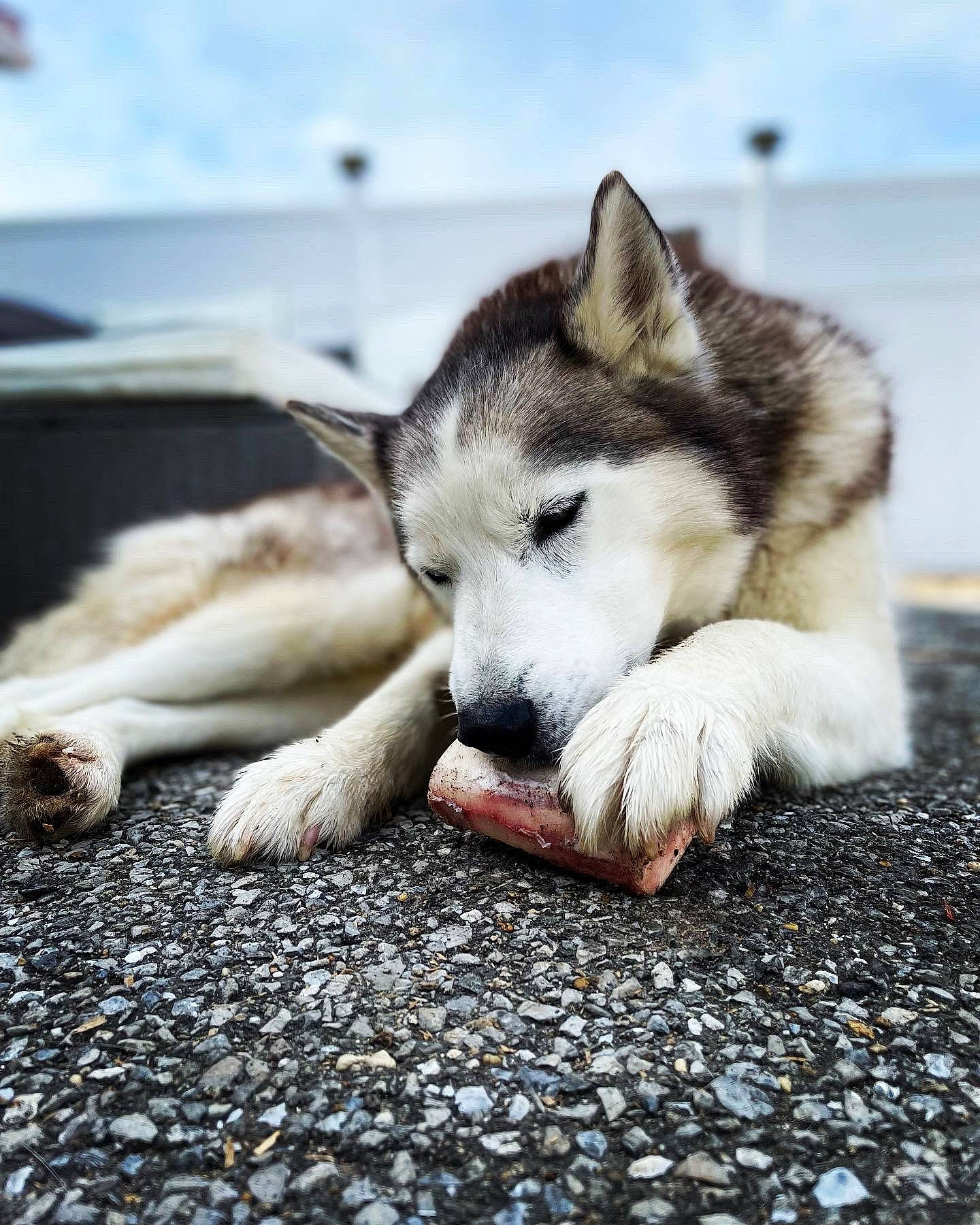Steel joined the competition — help win amazing prizes! canidae, carnivore, dog, dog_breed, foot, fur, jaw, non_sporting_group, siberian_husky, sky, sled_dog, snout, sporting_group, terrestrial_animal, wildlife, working_dog