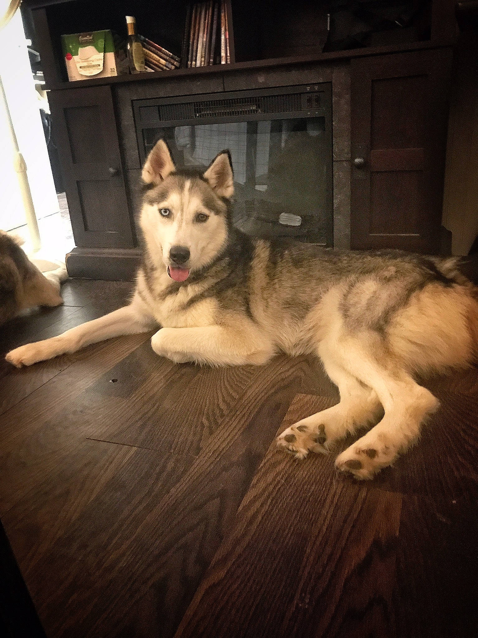 Steel joined the competition — help win amazing prizes! cabinetry, canis, carnivore, companion_dog, darkness, dog, dog_breed, door, flooring, foot, fur, hardwood, siberian_husky, sled_dog, sporting_group, tree, window, wolf, wood, working_dog